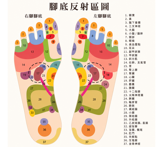 腳底反射區圖
